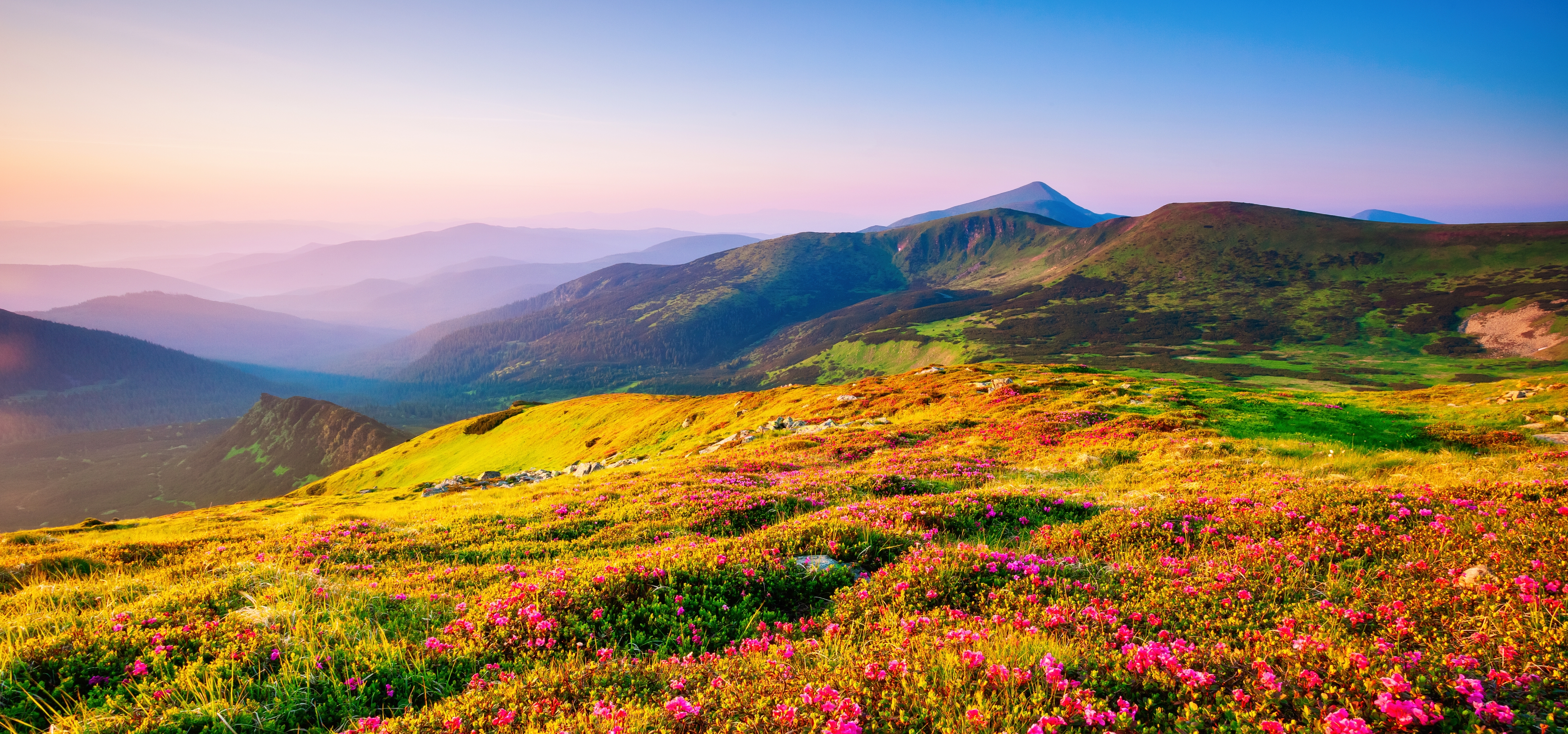 mountains and a field of pink flowers